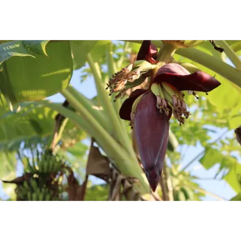 Banana Flower
